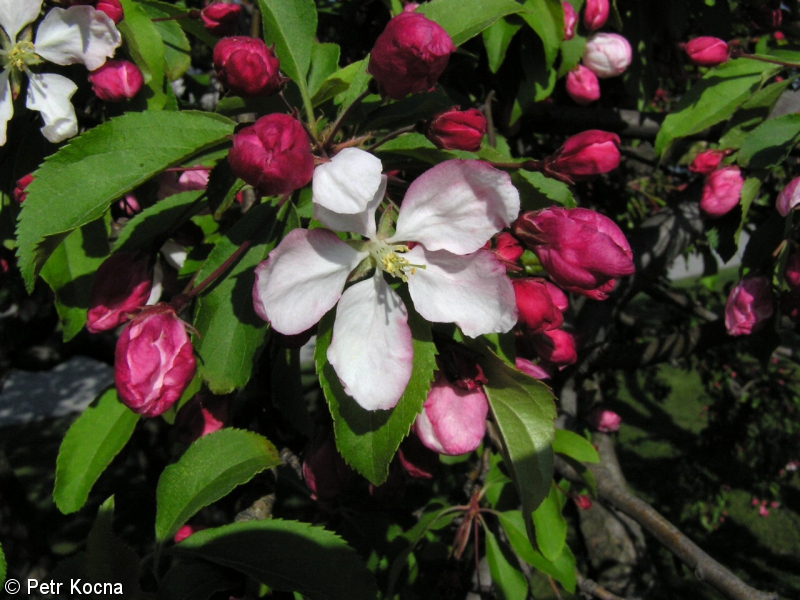 Malus floribunda – jabloň mnohokvětá