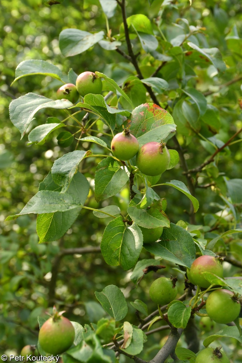 Malus sylvestris – jabloň lesní