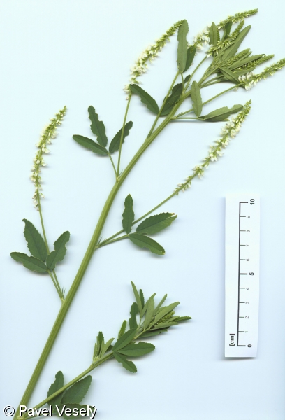 Melilotus albus – komonice bílá