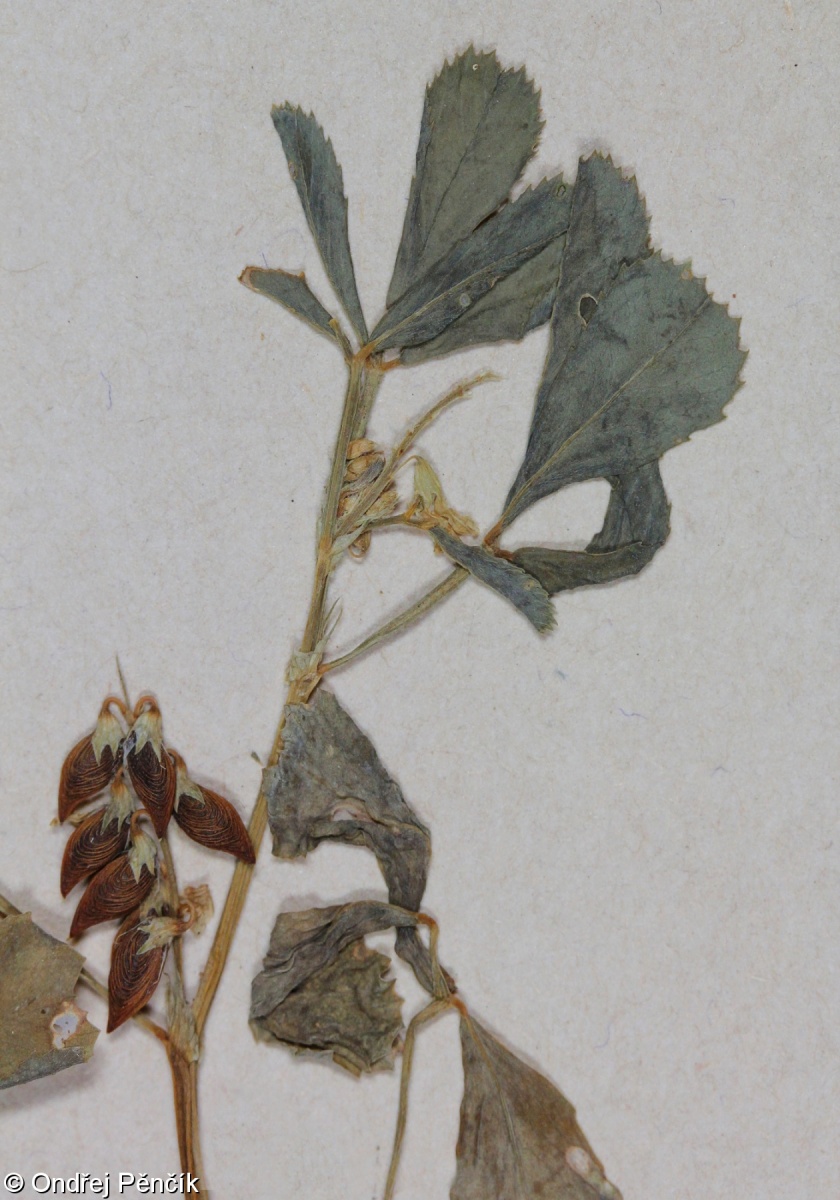 Melilotus siculus – komonice sicilská
