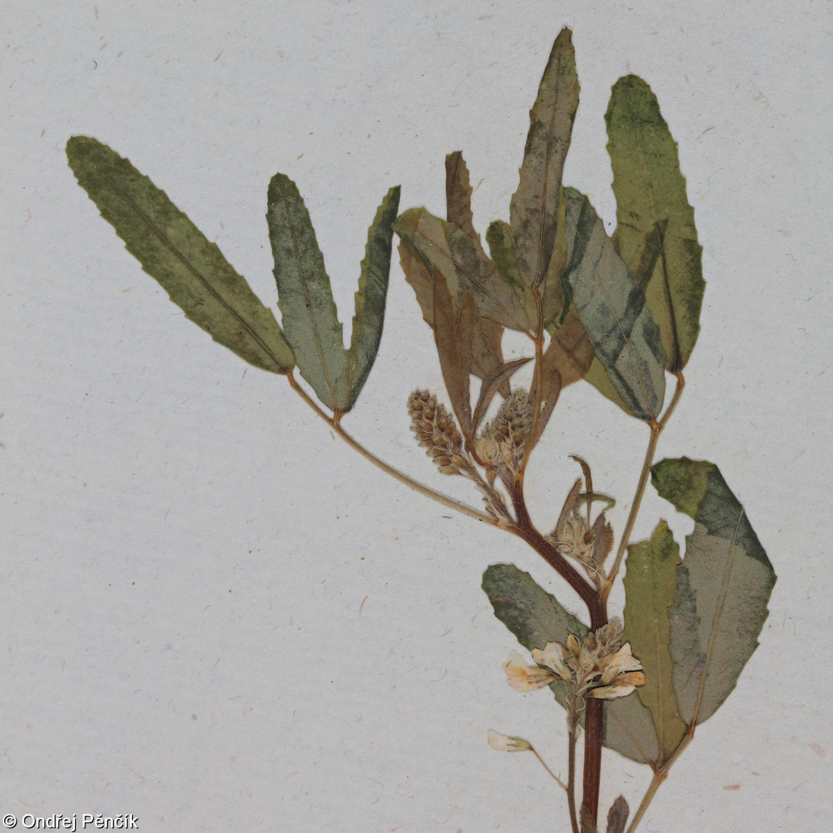 Melilotus wolgicus – komonice povolžská