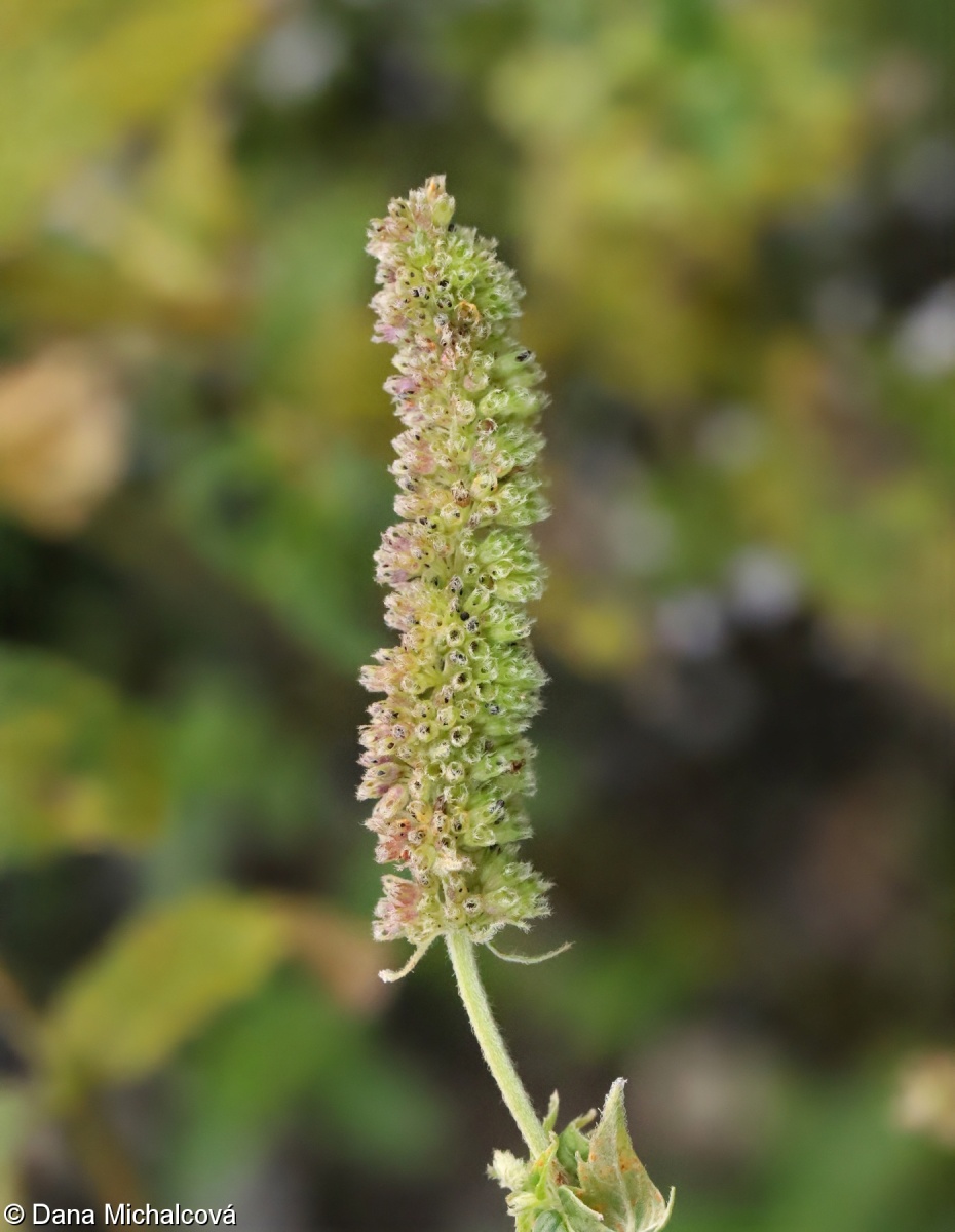 Mentha longifolia subsp. longifolia – máta dlouholistá pravá