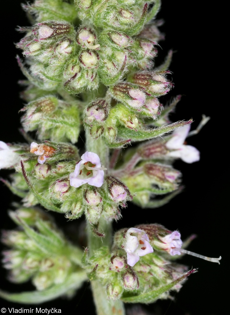 Mentha longifolia – máta dlouholistá