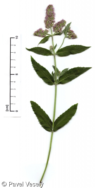Mentha longifolia subsp. longifolia – máta dlouholistá pravá