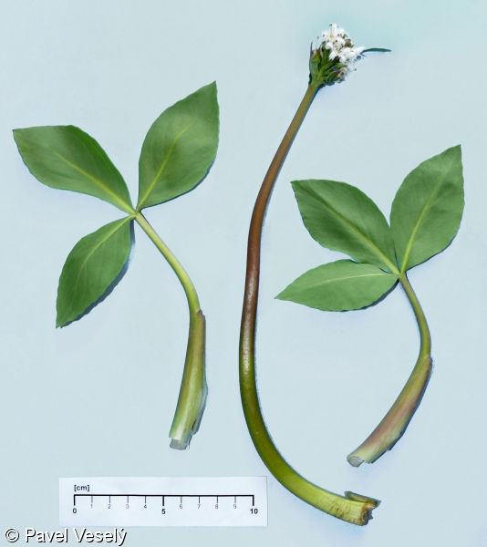 Menyanthes trifoliata – vachta trojlistá