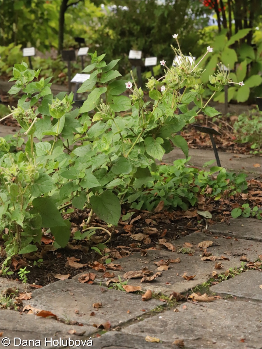Mirabilis longiflora – nocenka dlouhokvětá