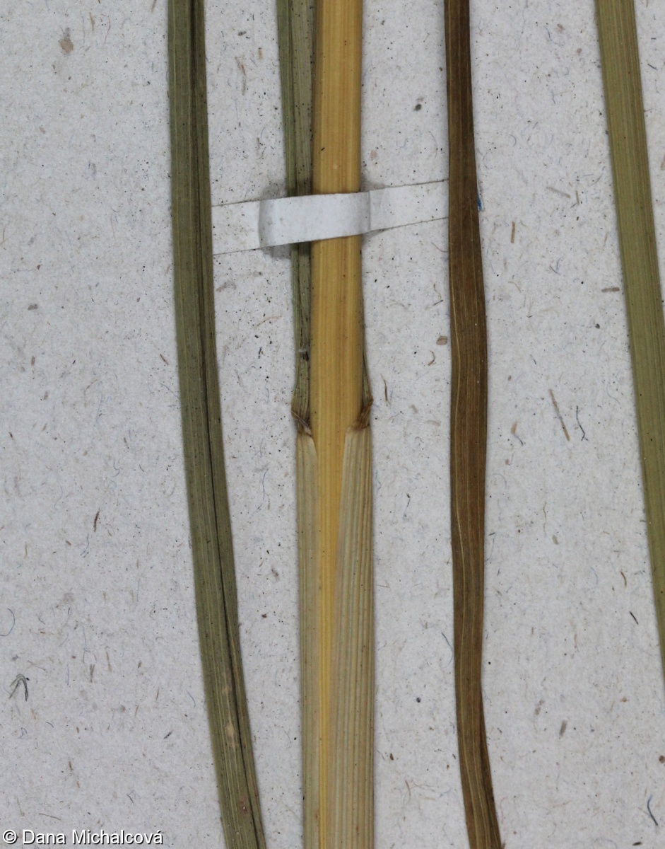 Molinia arundinacea – bezkolenec rákosovitý