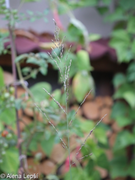 Molinia arundinacea – bezkolenec rákosovitý