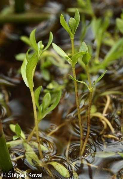 Montia fontana subsp. fontana – zdrojovka hladkosemenná pravá