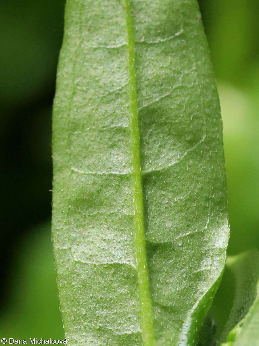 Myosotis palustris subsp. laxiflora – pomněnka bahenní volnokvětá