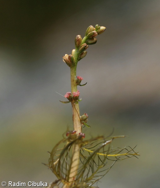 Myriophyllum alterniflorum – stolístek střídavokvětý