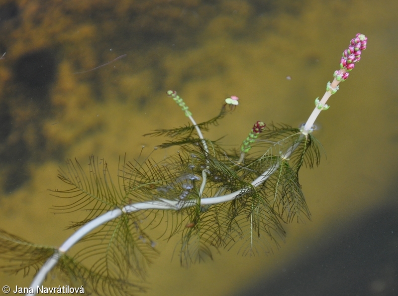 Myriophyllum spicatum – stolístek klasnatý