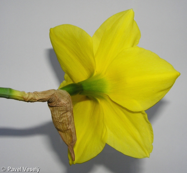 Narcissus pseudonarcissus – narcis žlutý