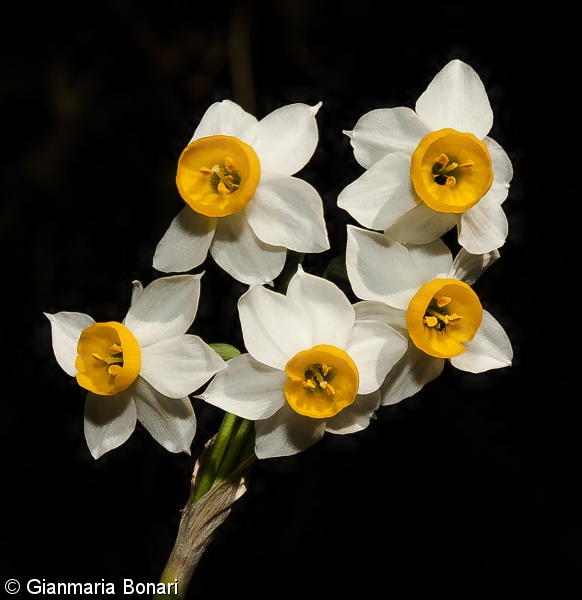 Narcissus tazetta – narcis taceta