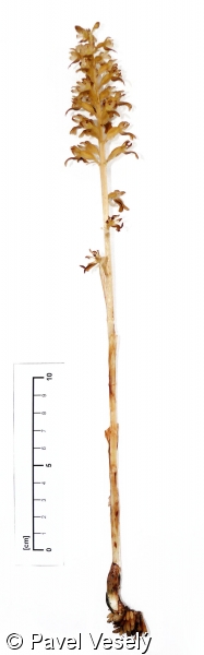 Neottia nidus-avis – hlístník hnízdák