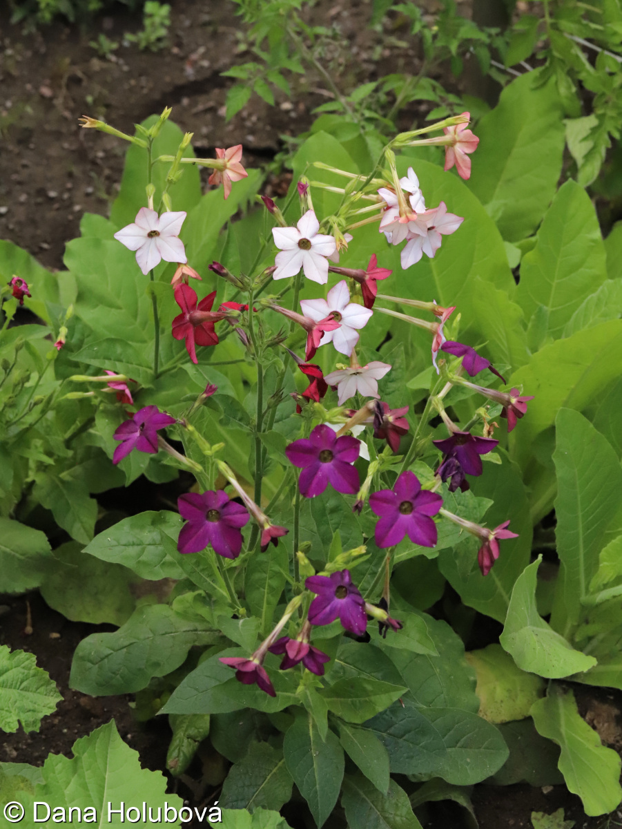 Nicotiana ×sanderi &ndash; tabák Sanderův, t. okrasný