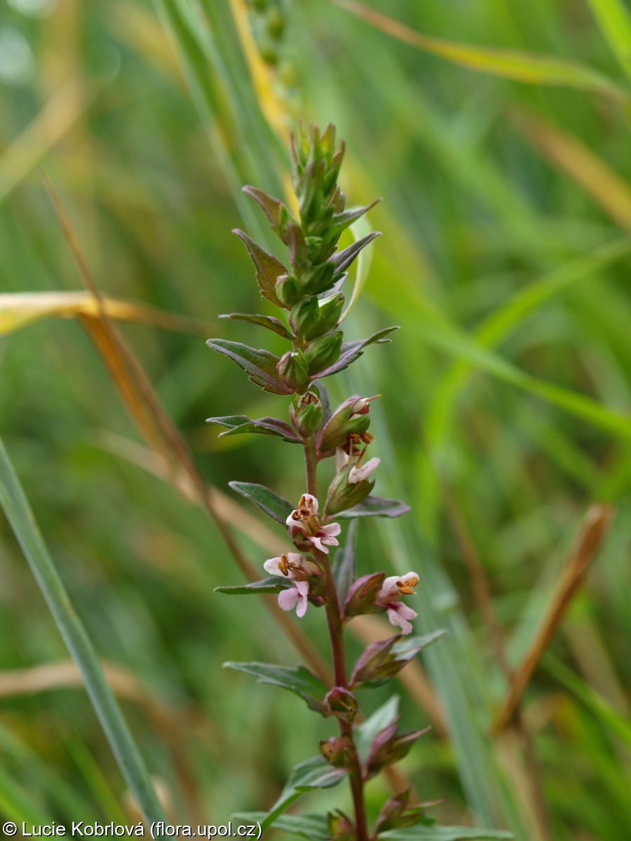 Odontites vernus subsp. vernus – zdravínek jarní pravý