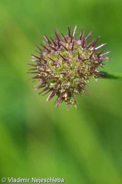 Oenanthe silaifolia – halucha koromáčolistá
