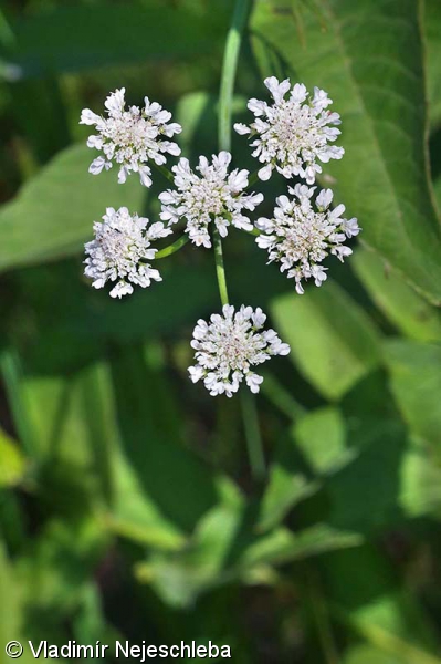 Oenanthe silaifolia – halucha koromáčolistá