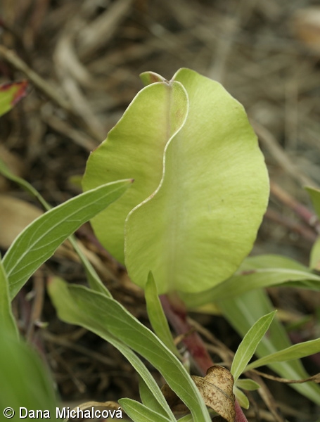 Oenothera macrocarpa – pupalka missourská
