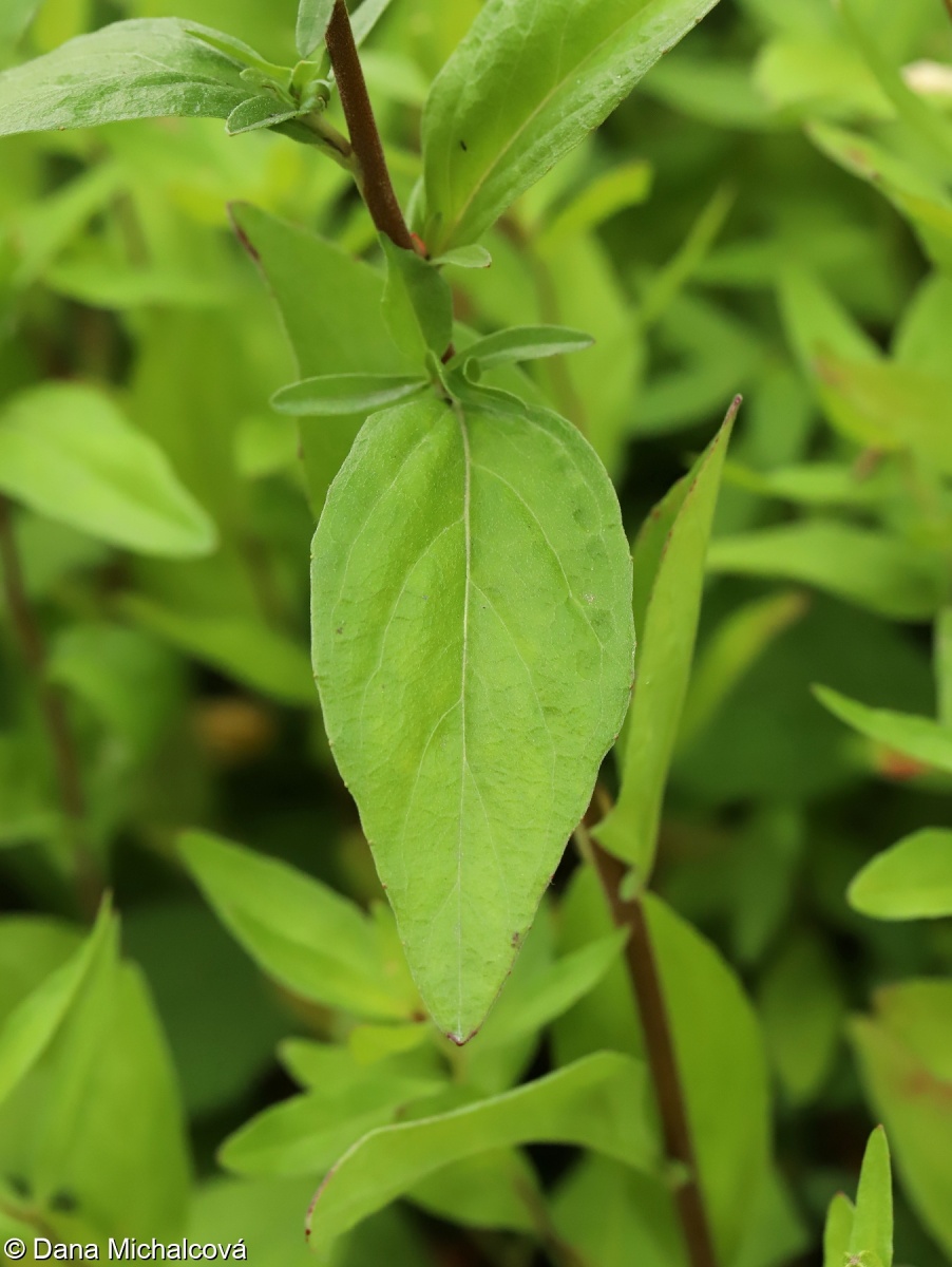 Oenothera tetragona – pupalka sivá