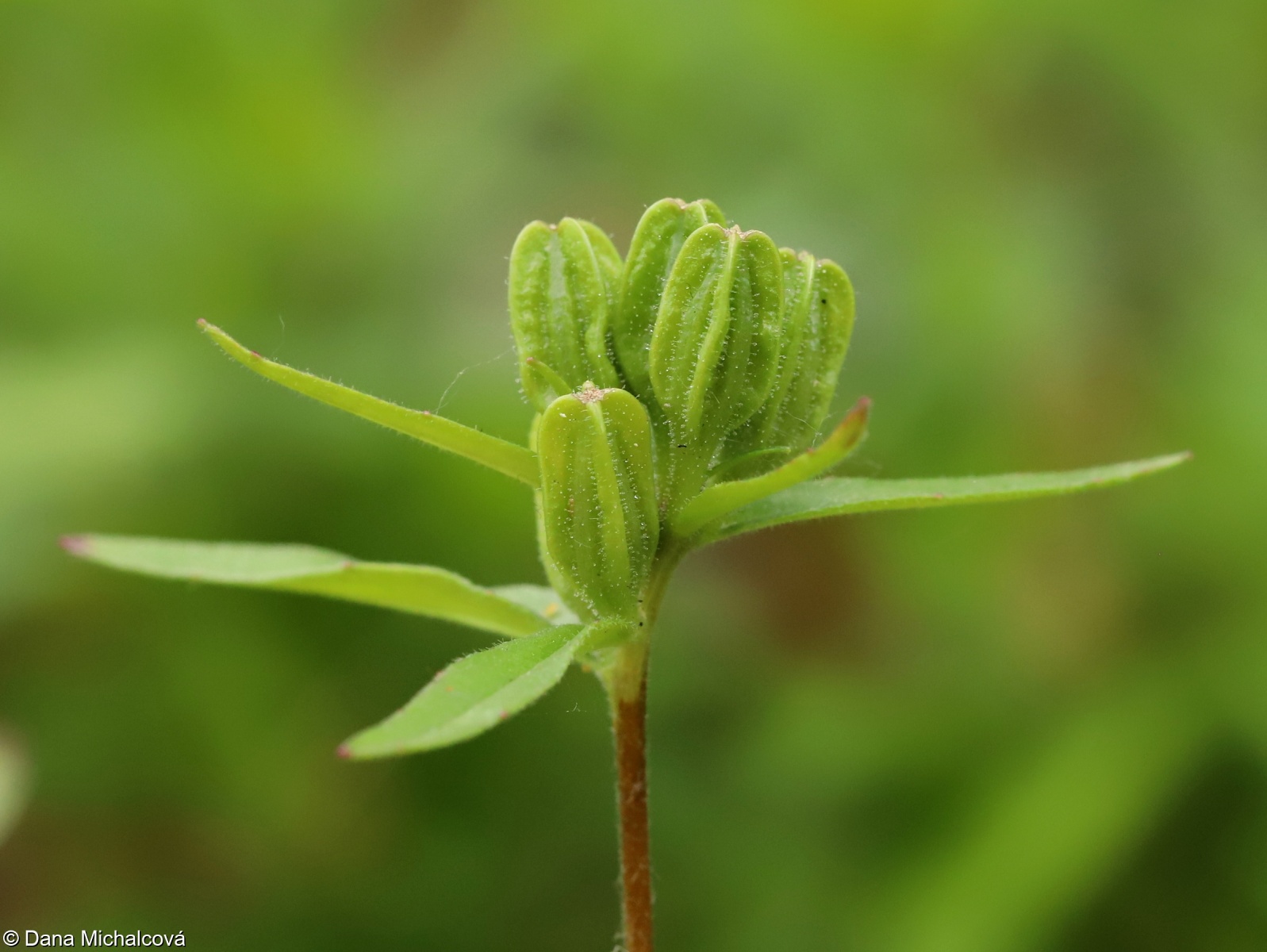 Oenothera tetragona – pupalka sivá