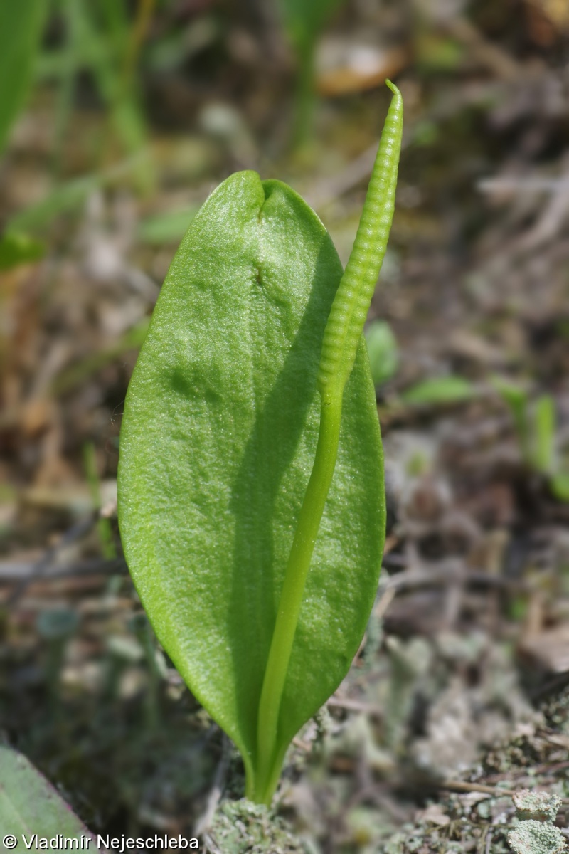 Ophioglossum vulgatum – hadí jazyk obecný