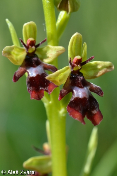 Ophrys insectifera – tořič hmyzonosný