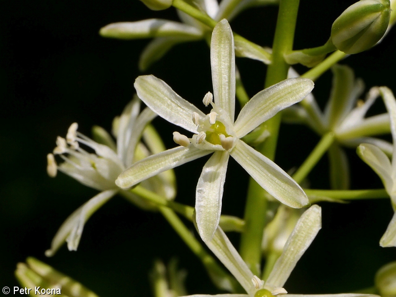 Ornithogalum pyrenaicum subsp. sphaerocarpum – snědek pyrenejský kulatoplodý
