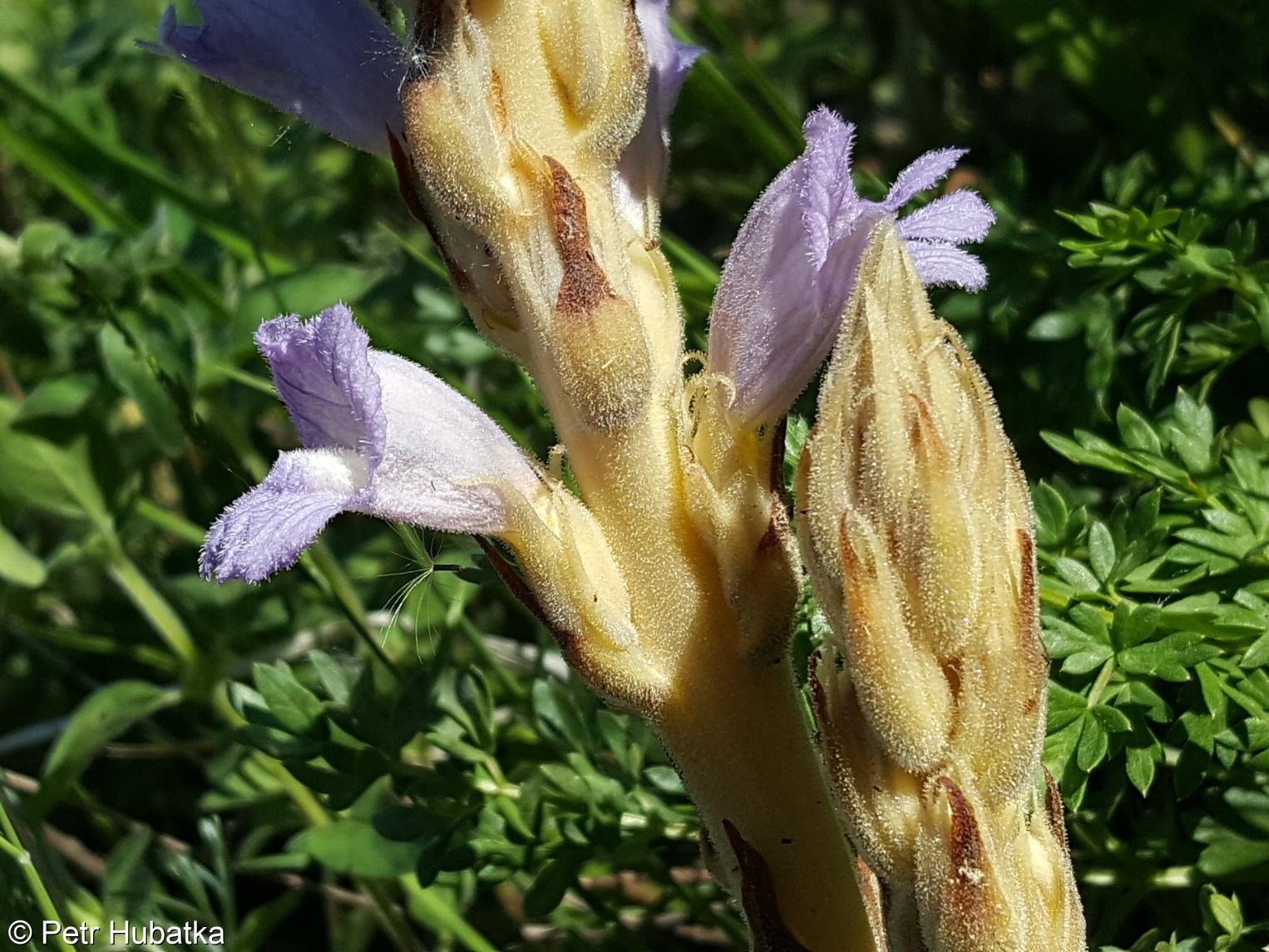 Phelipanche arenaria – mordovka písečná, záraza písečná
