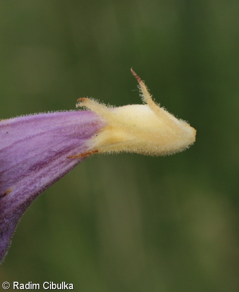 Phelipanche arenaria – mordovka písečná, záraza písečná