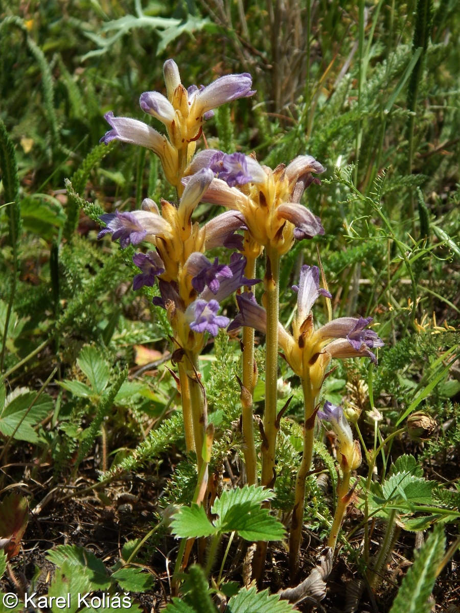 Phelipanche purpurea s. l. – mordovka nachová s. l.