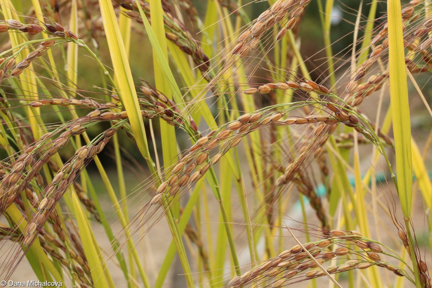 Oryza sativa – rýže setá