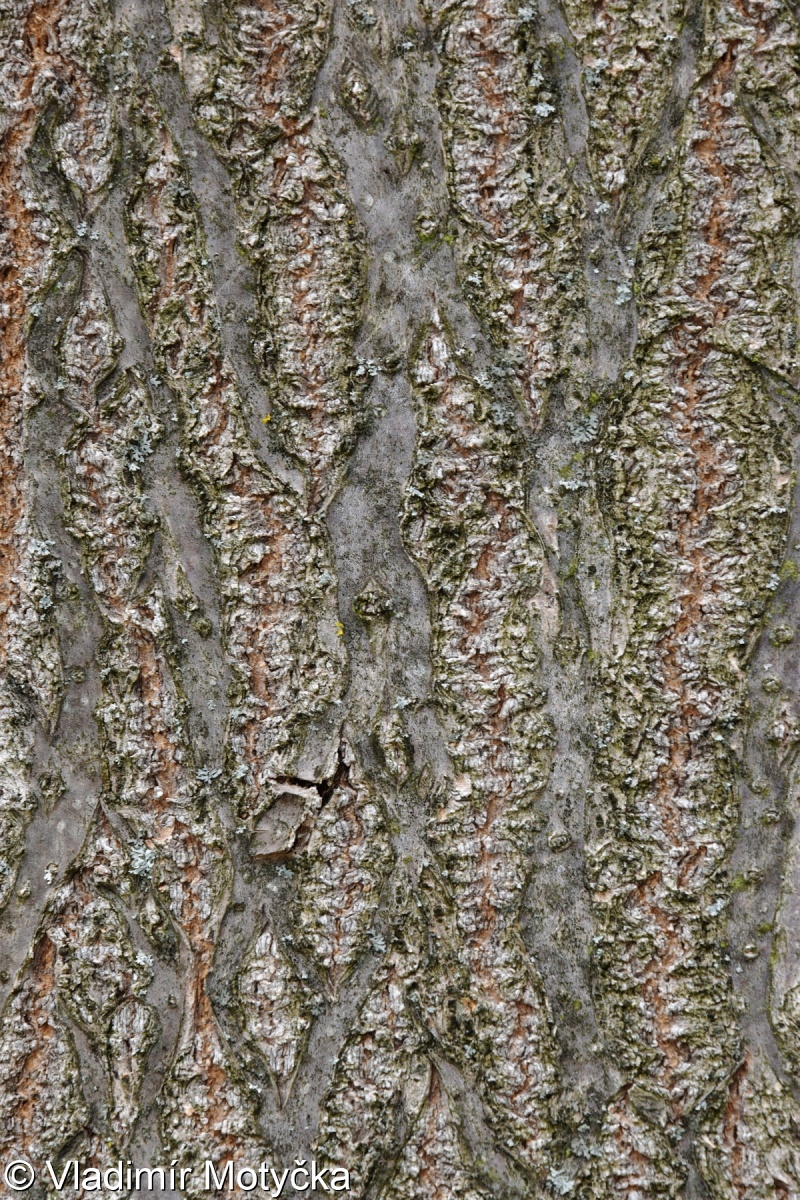 Paulownia tomentosa – pavlovnie plstnatá