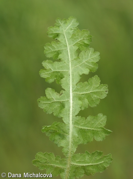 Pedicularis sceptrum-carolinum – všivec žezlovitý