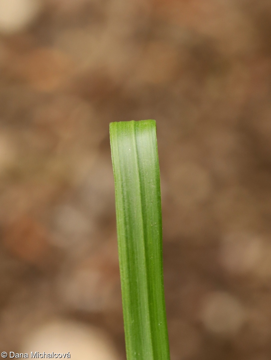 Pennisetum alopecuroides – dochan psárkovitý