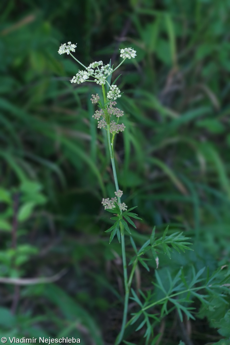 Peucedanum carvifolia – smldník kmínolistý