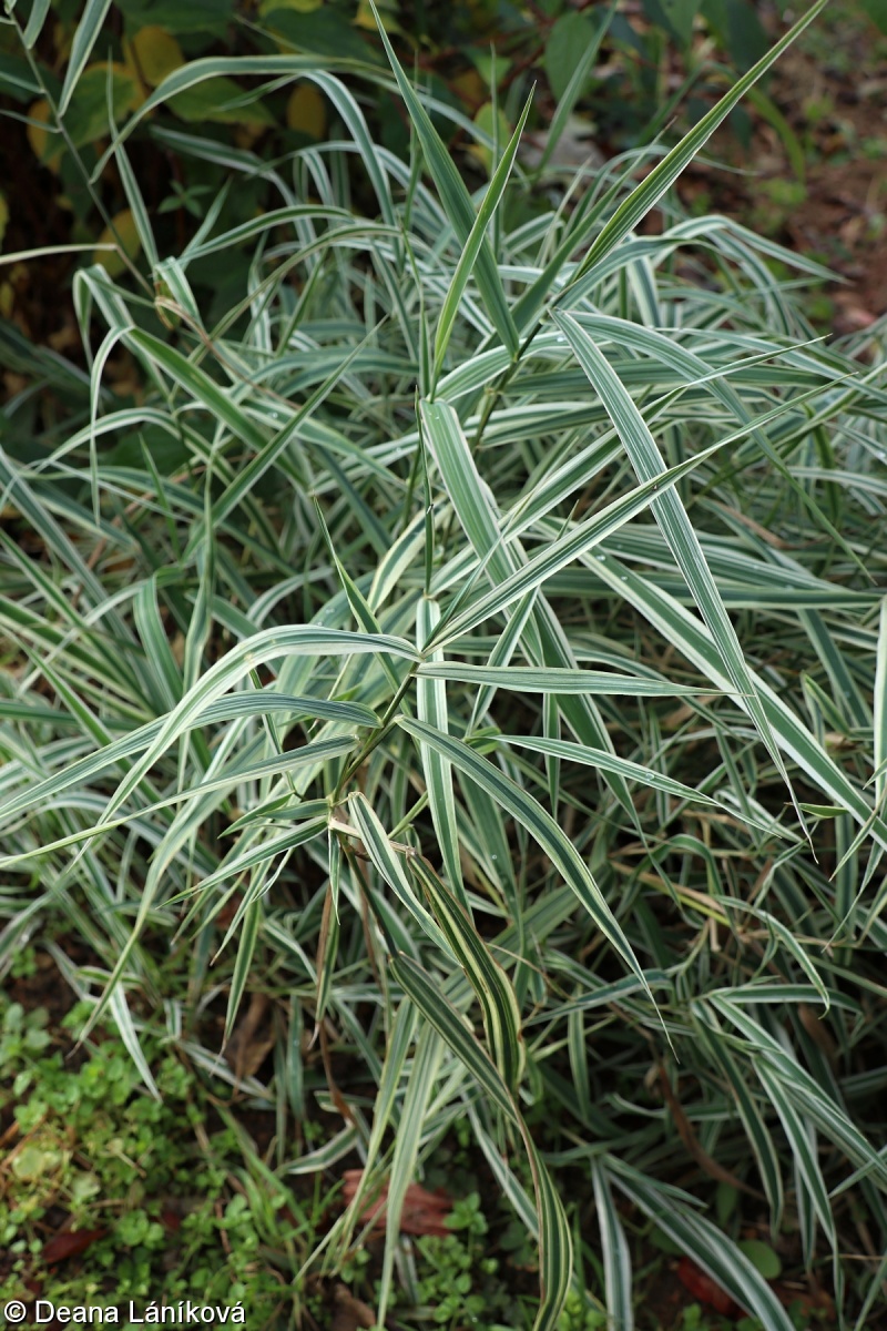 Phalaris arundinacea ‘Picta’ – chrastice rákosovitá ‘Picta’