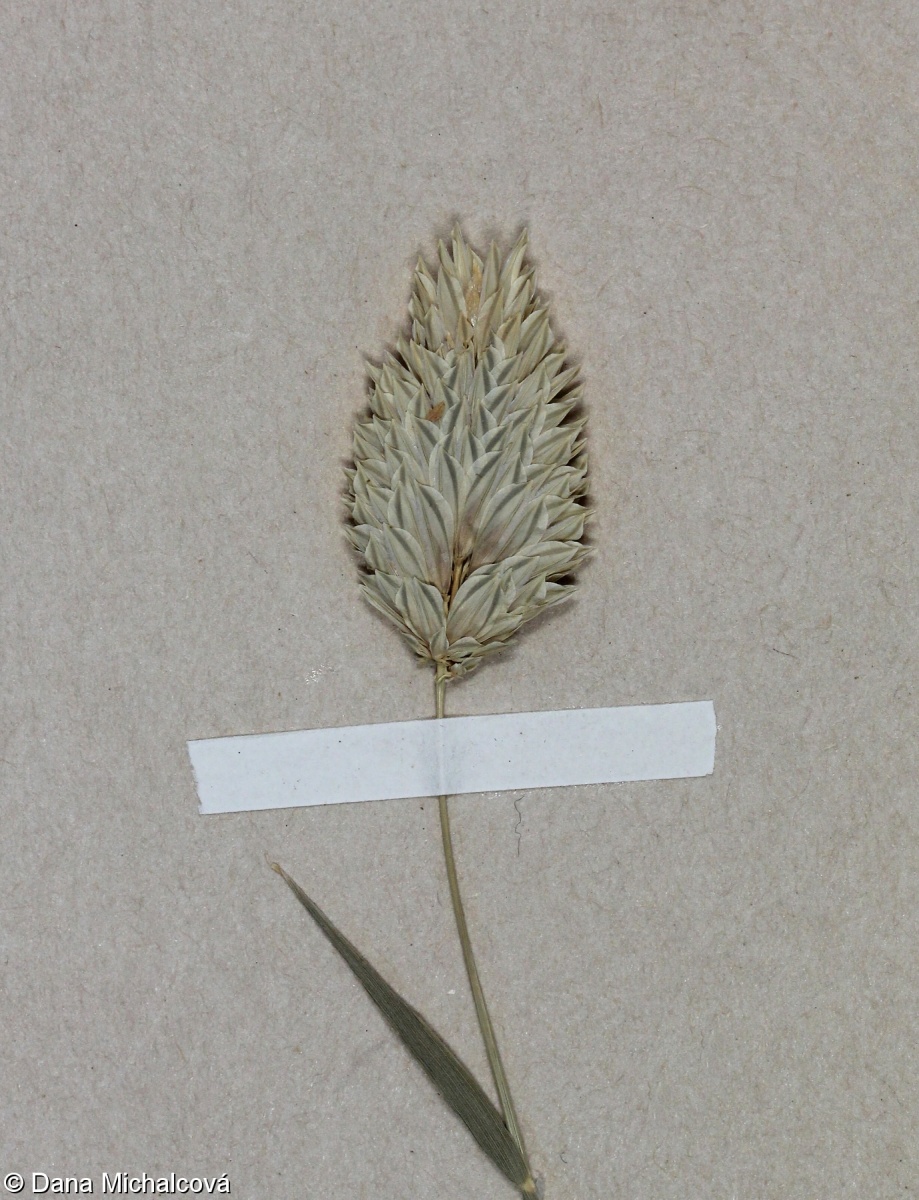 Phalaris brachystachys – chrastice krátkoklasá