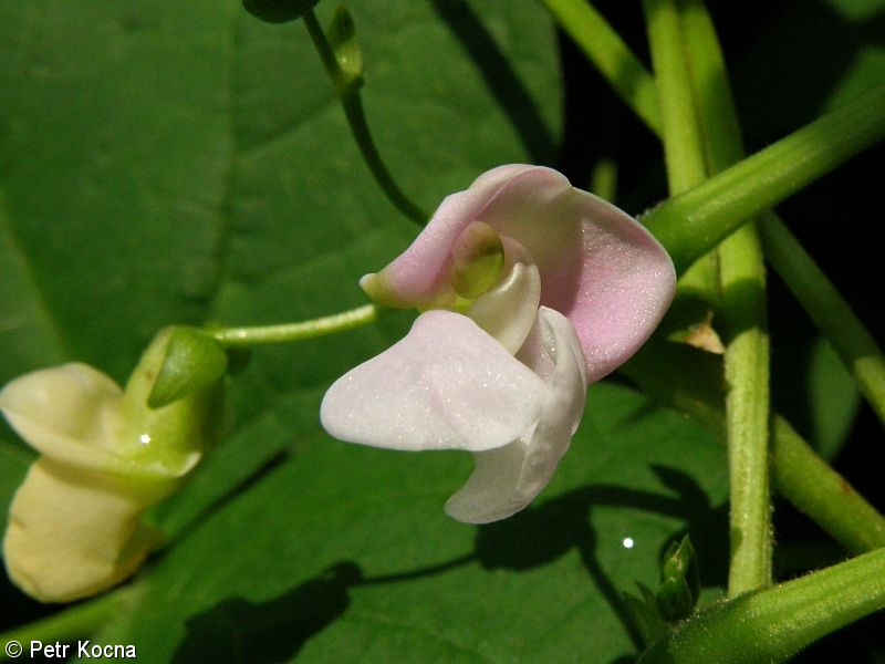 Phaseolus vulgaris – fazol obecný