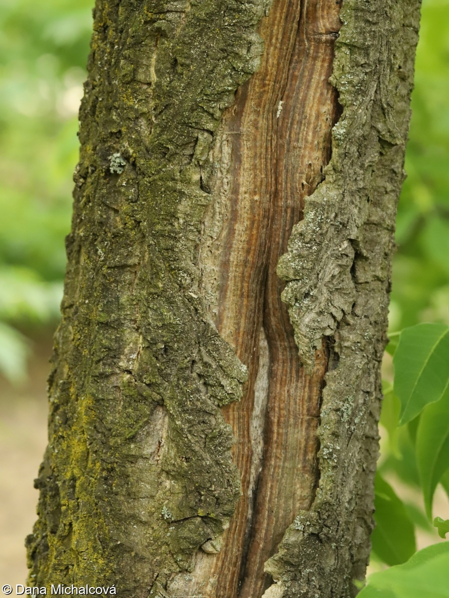 Phellodendron amurense – korkovník amurský
