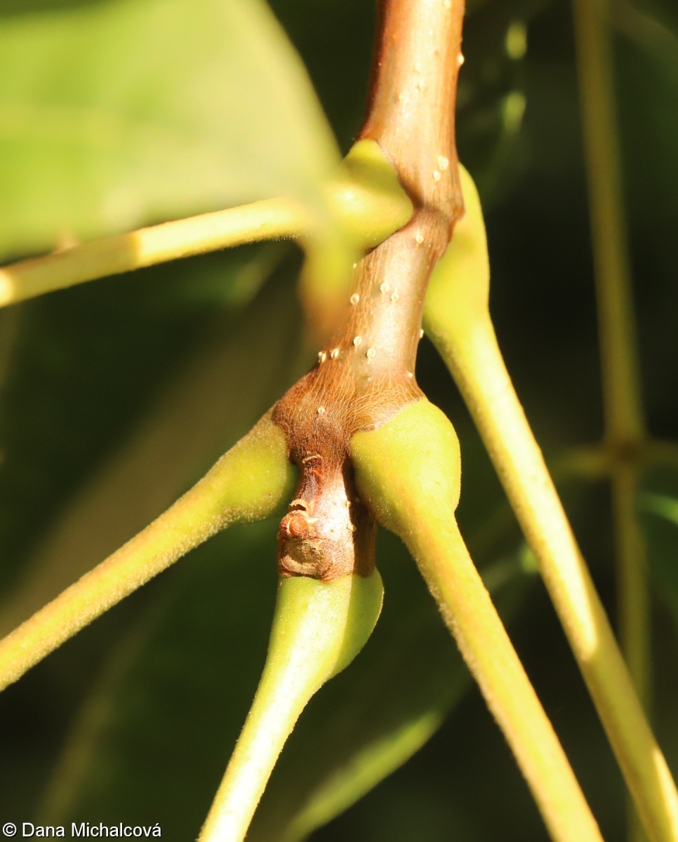 Phellodendron amurense – korkovník amurský