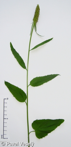 Phyteuma spicatum – zvonečník klasnatý