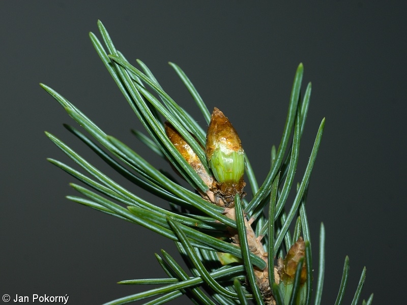 Picea engelmannii – smrk Engelmannův