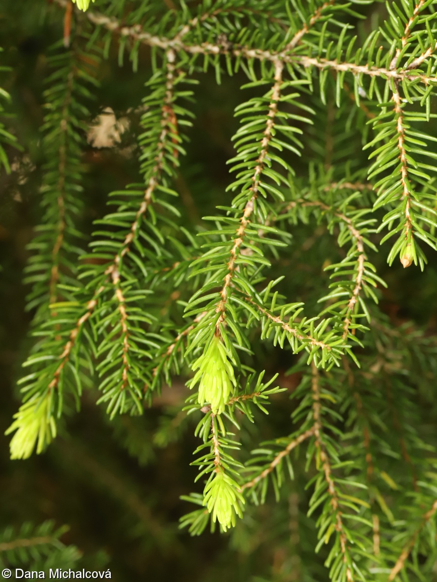 Picea orientalis – smrk východní