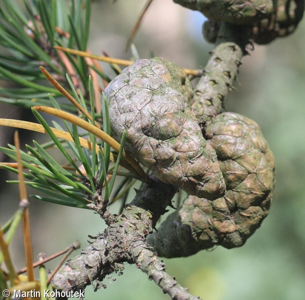 Pinus banksiana – borovice Banksova, banksovka