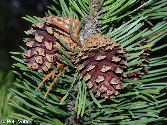 Pinus contorta – borovice pokroucená