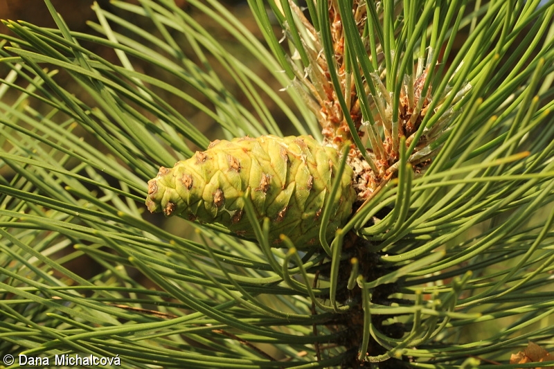 Pinus nigra – borovice černá