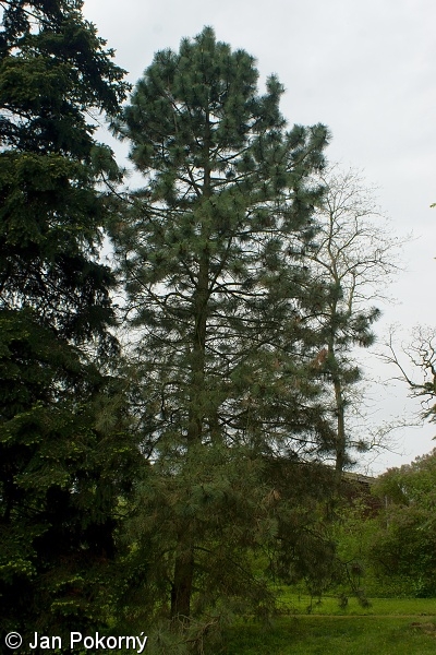Pinus ponderosa subsp. ponderosa – borovice těžká pravá