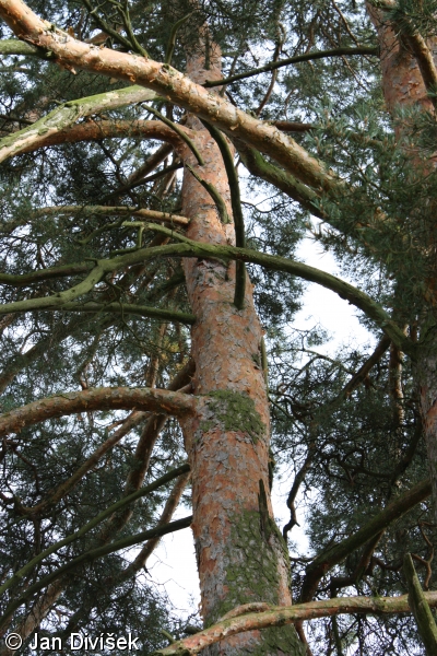 Pinus sylvestris – borovice lesní, sosna